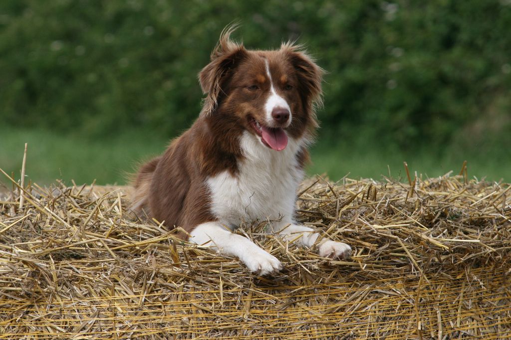 Ryette Des Griffes de Feu