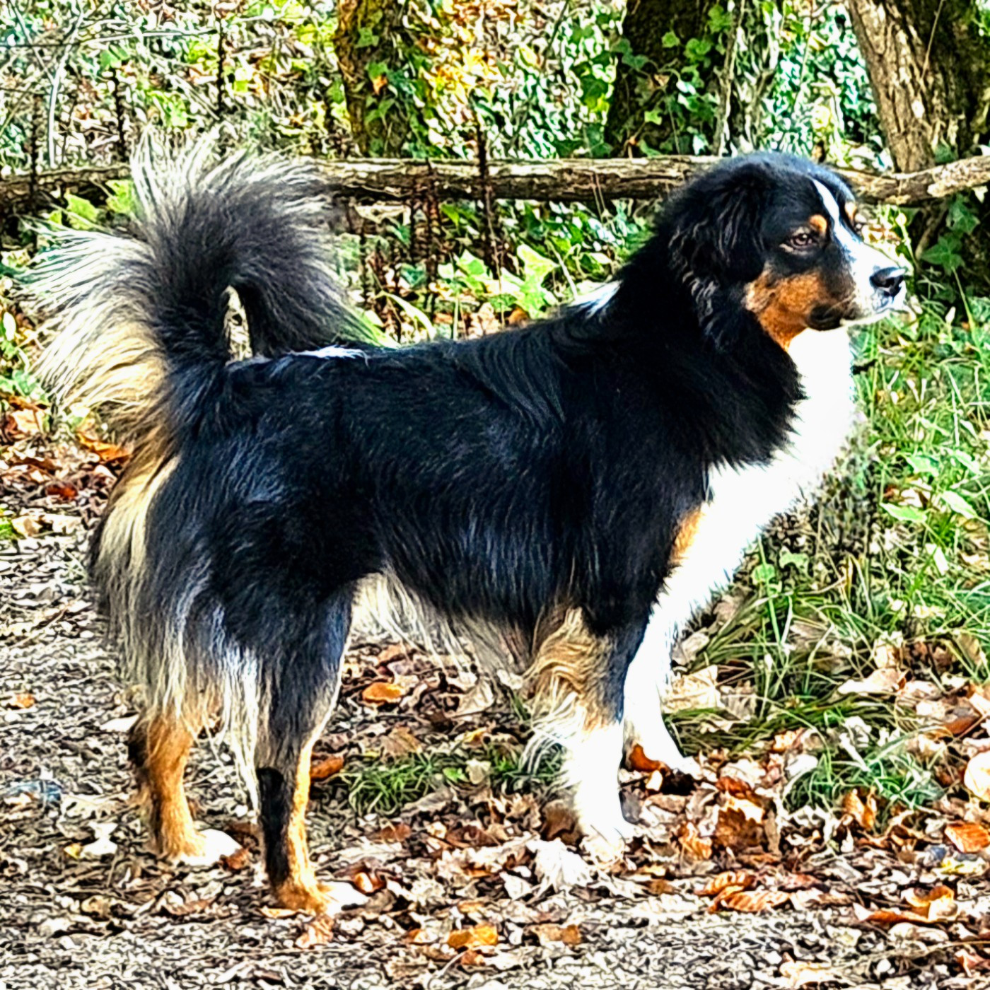 Vaiko Des Mini Truffes Du Perigord