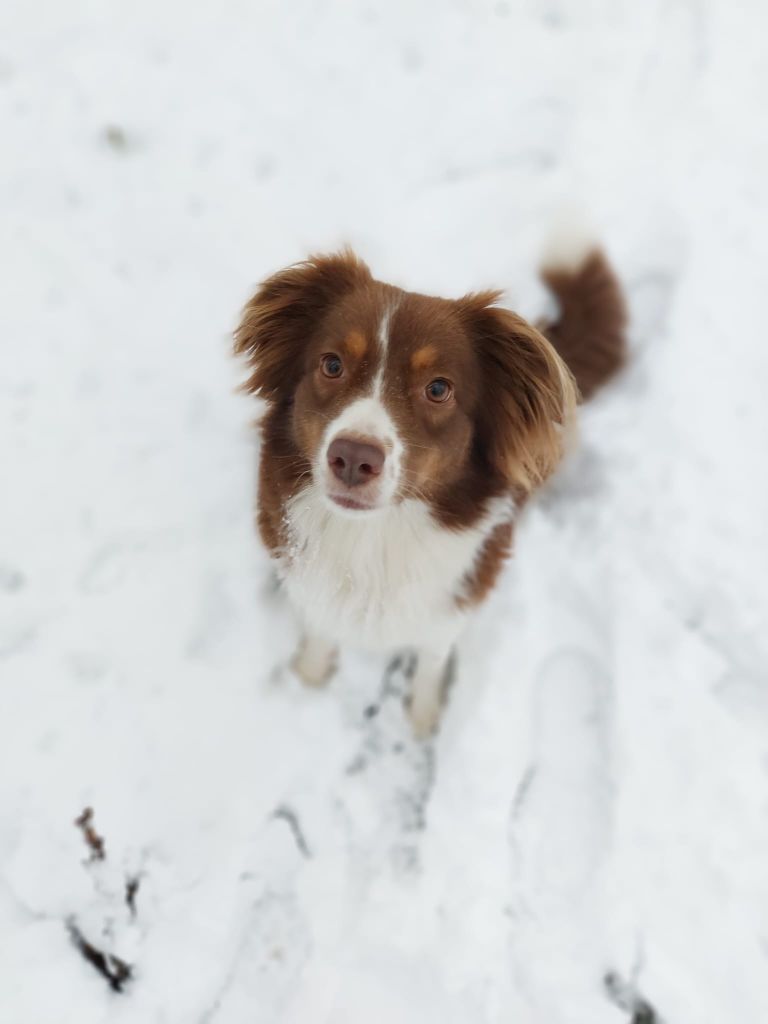 Ryette Des Griffes de Feu