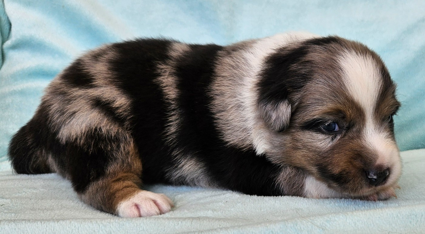 Des Mini Truffes Du Perigord - Chiots disponibles - Berger Américain Miniature 
