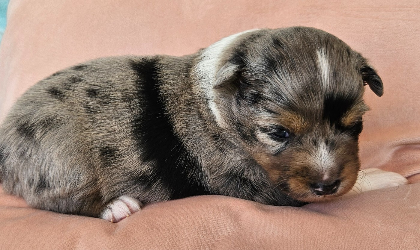 Des Mini Truffes Du Perigord - Chiots disponibles - Berger Américain Miniature 