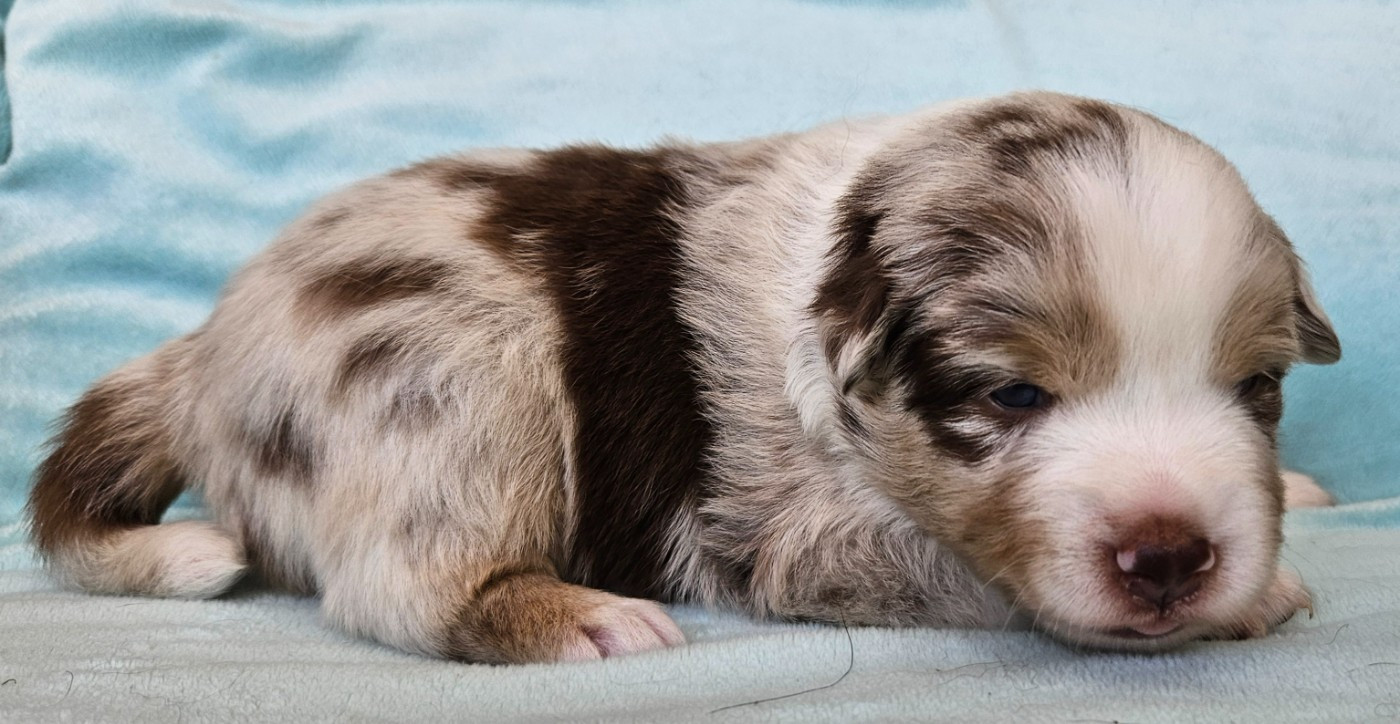 Des Mini Truffes Du Perigord - Chiots disponibles - Berger Américain Miniature 