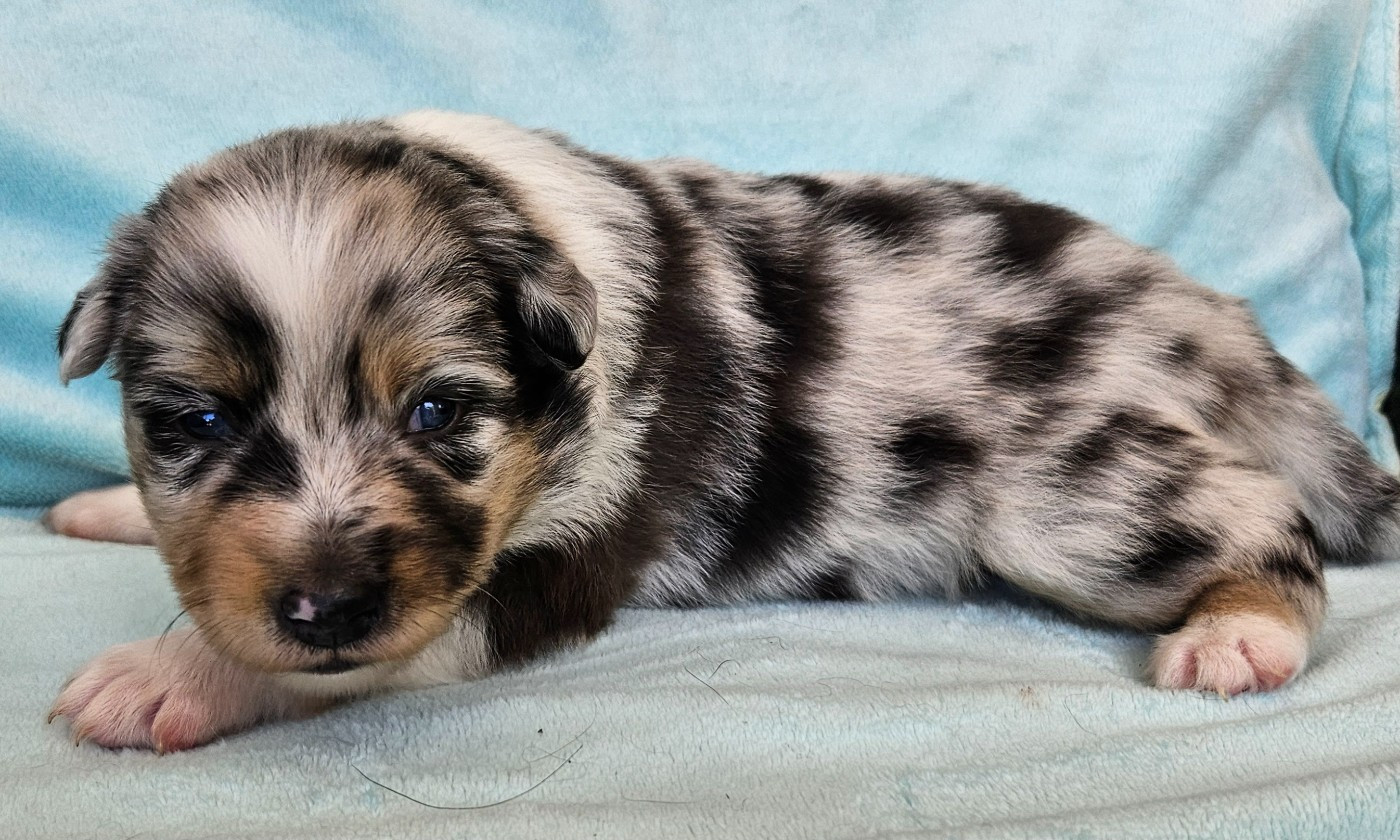 Des Mini Truffes Du Perigord - Chiots disponibles - Berger Américain Miniature 