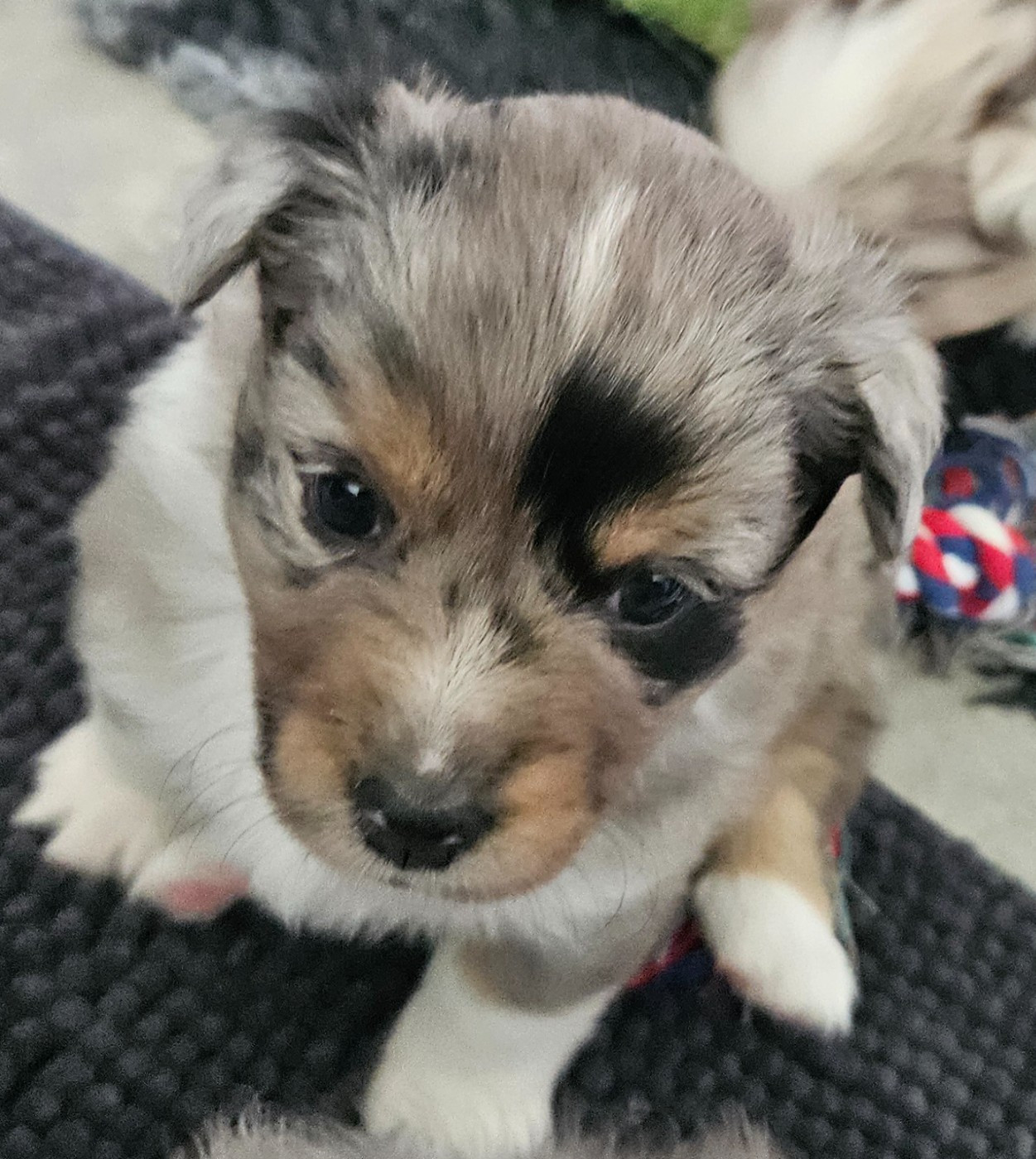 Des Mini Truffes Du Perigord - Chiots disponibles - Berger Américain Miniature 
