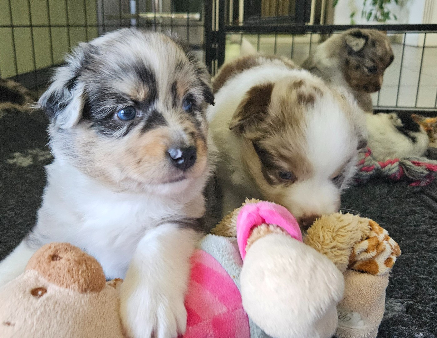 Des Mini Truffes Du Perigord - Chiots disponibles - Berger Américain Miniature 