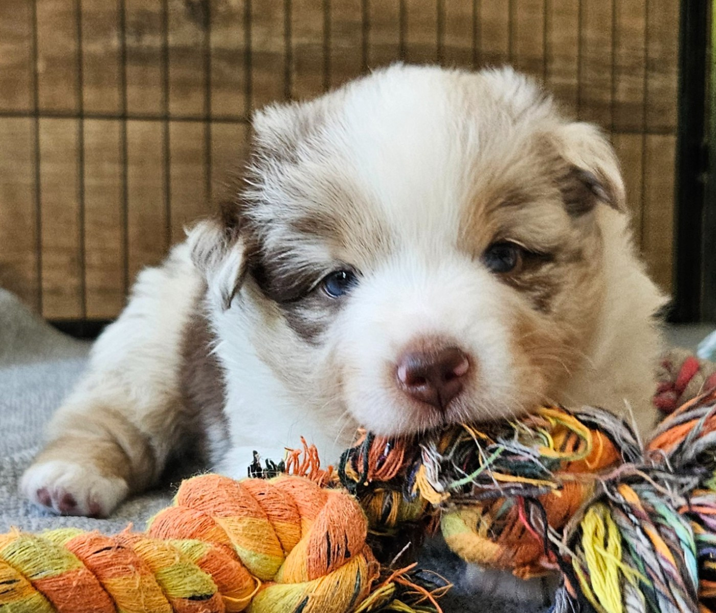Des Mini Truffes Du Perigord - Chiots disponibles - Berger Américain Miniature 