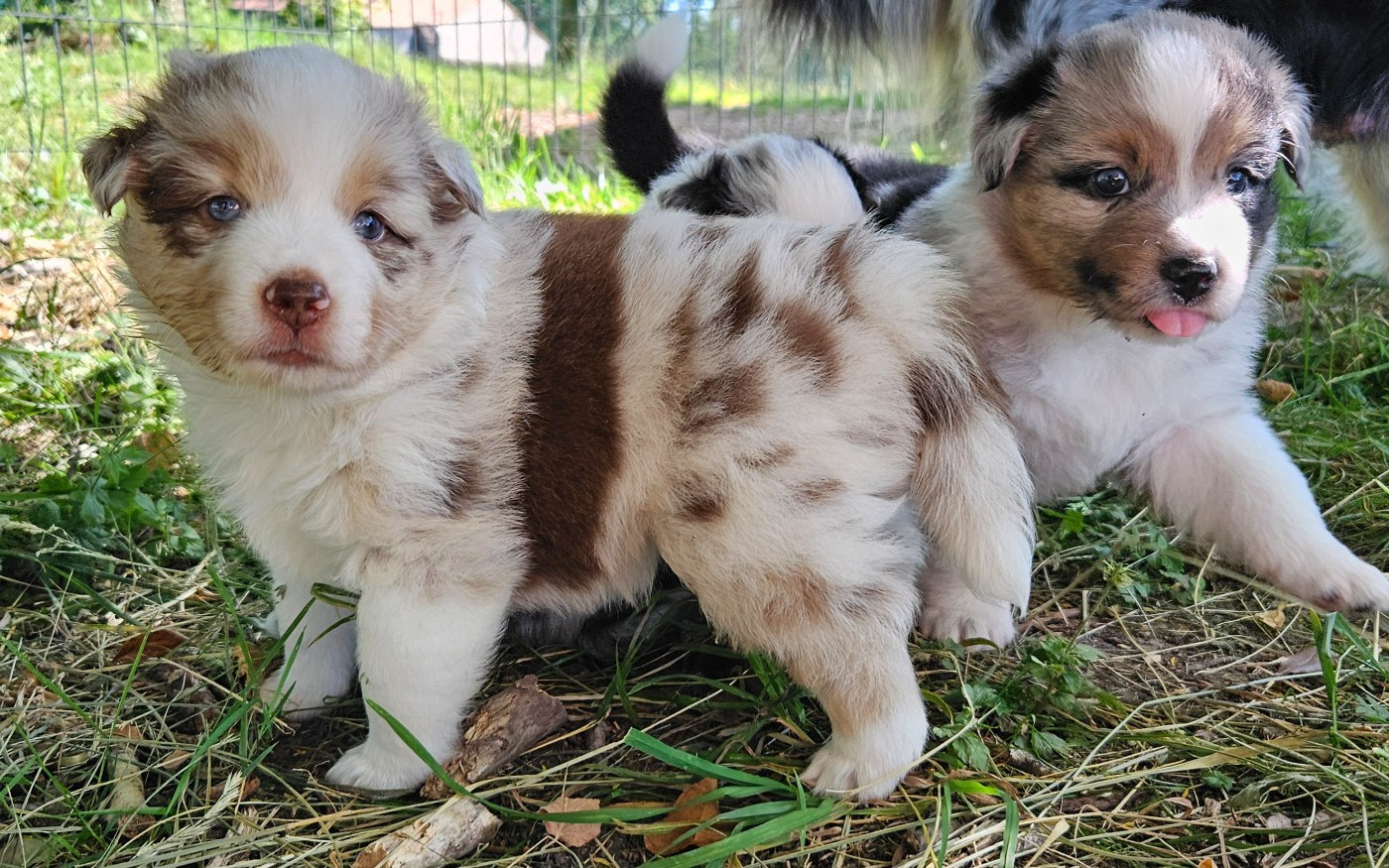Des Mini Truffes Du Perigord - Chiots disponibles - Berger Américain Miniature 