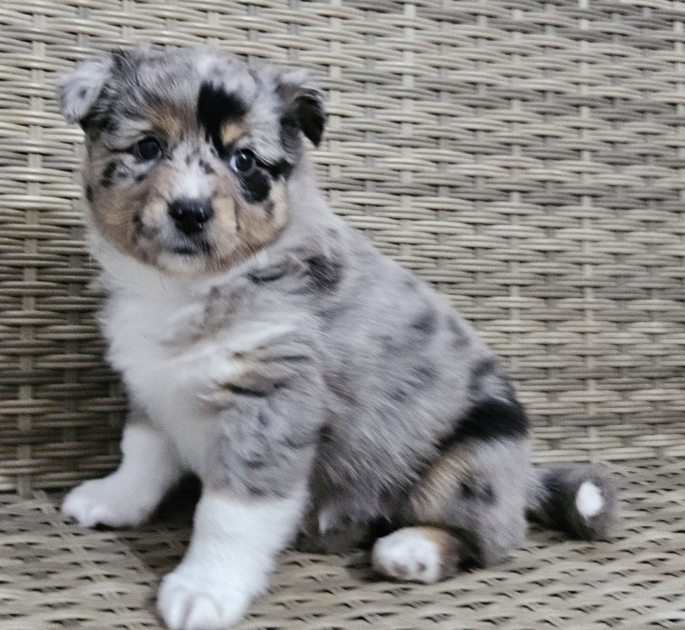 Des Mini Truffes Du Perigord - Chiots disponibles - Berger Américain Miniature 